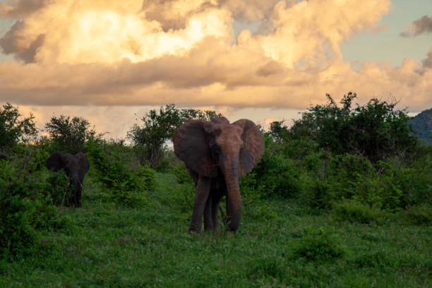 istock Safari in Africa 2181920817