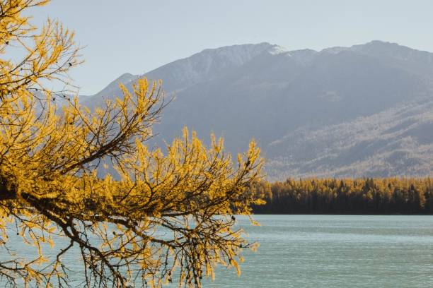 istock Golden autumn tree branches by a serene lake. 2181920849