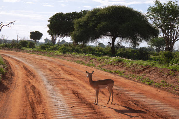 istock Safari in Africa, Mombasa 2181920927