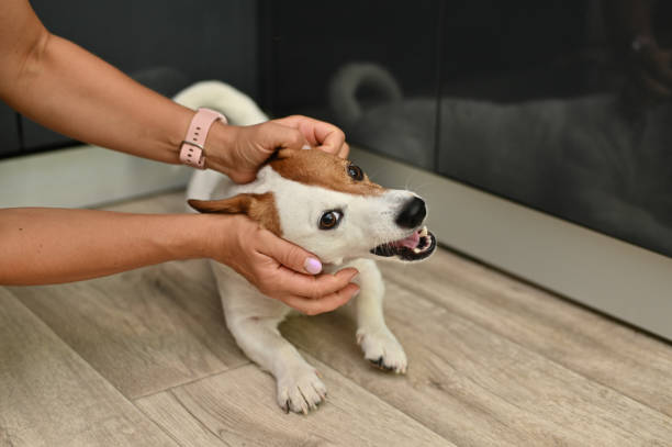 istock Mistress putting her dog Jack Russell Terrier. 2181921136