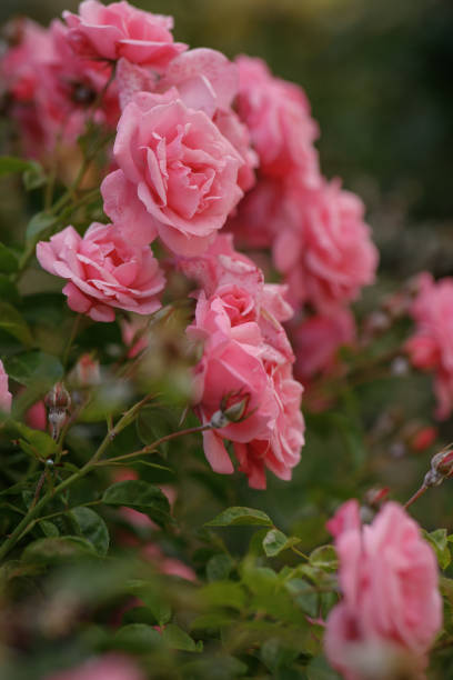 istock Pink rose in garden, closeup 2181921818
