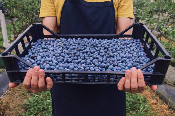 istock Farmer picking fresh blueberries on a farm. 2181922146