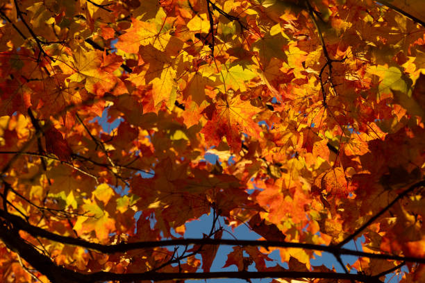 istock Beautiful sunny autumn scenery with maple leaves un Latvia. 2181922535