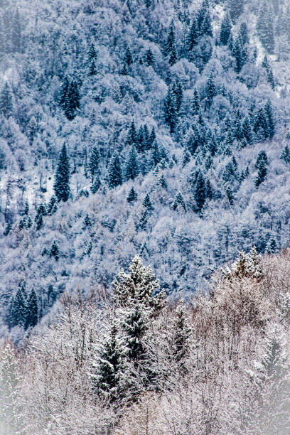 Montecampione, Brescia, Lombardia, Italy December 26th 2008 \nA dense forest blanketed in snow, with layers of frosted trees creating a textured, wintry scene that exudes a peaceful stillness.