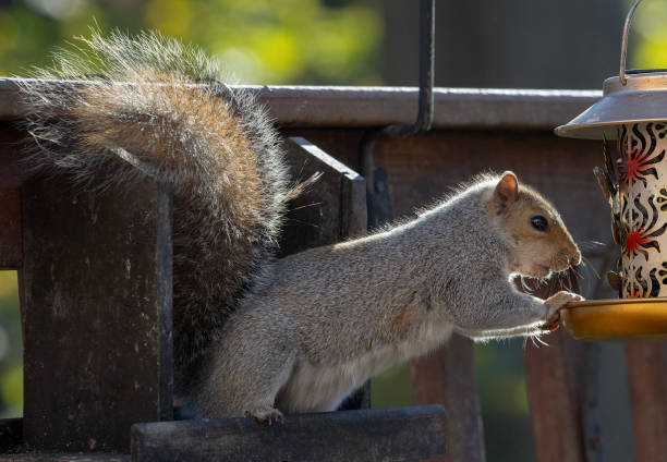 istock A pesky gray Squirrel raids the bird feeder 2181928559
