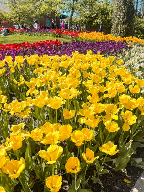 istock Tulips in the park 2181928934
