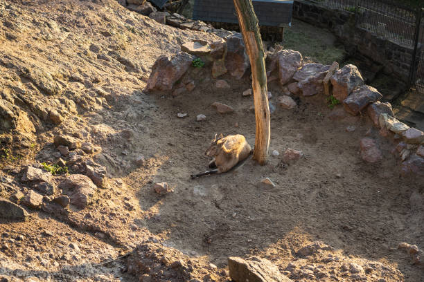 Photo of goat in city zoo