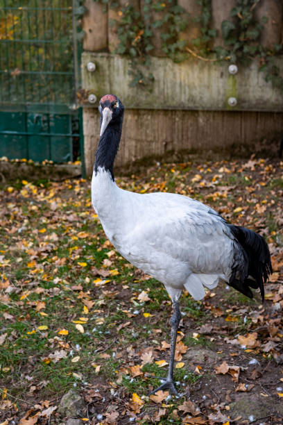 istock White-Naped Crane Standing in Enclosure 2181929910