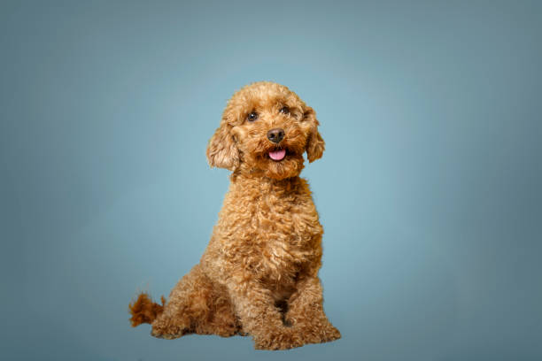 istock Adorable Miniature Poodle with Curly Fur on Blue Background 2181930001