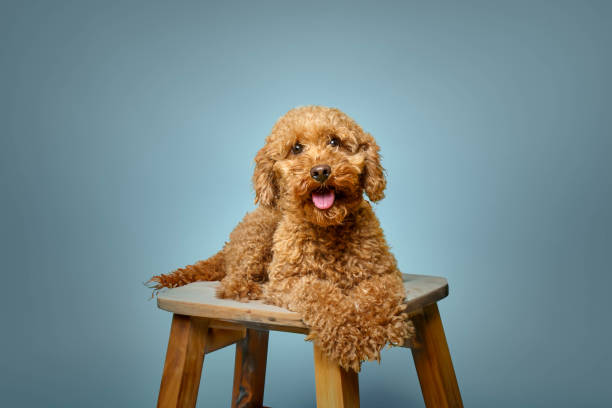Adorable Miniature Poodle with Curly Fur on Blue Background