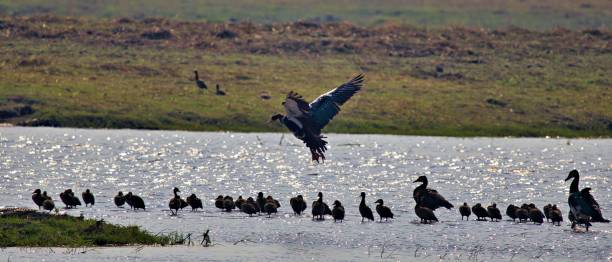 istock Ducks by a serene lakeside with one in flight. 2181932609