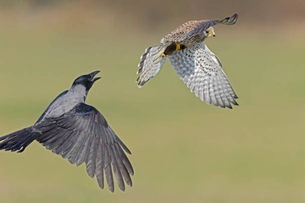 istock A common kestrel (Falco tinnunculus) chased by a hooded crow in flight with a caught mouse. 2181933355