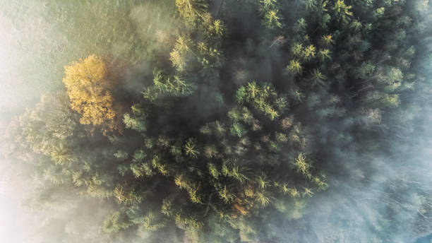 istock Enchanting Foggy Forest in Dense Morning Mist 2181933820