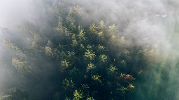 istock Tranquil Forest Landscape Shrouded in Morning Mist 2181933821