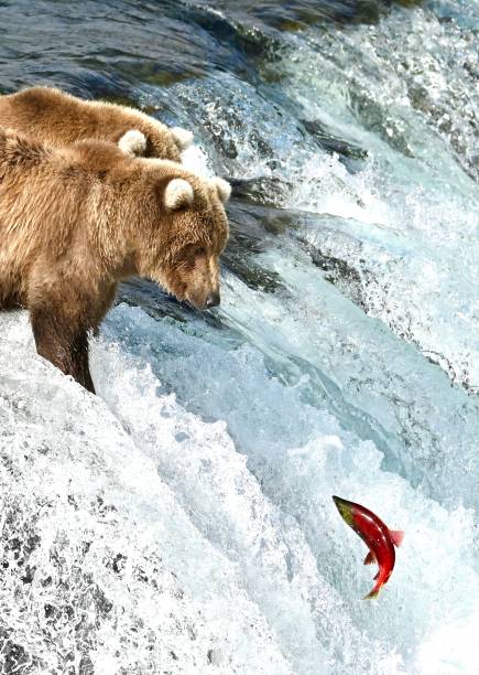 Brown Bears In a River Eating Salmon Alaskan brown bears on Katmai peninsula catching and eating salmon at Brooks Falls brown bear catching salmon stock pictures, royalty-free photos & images