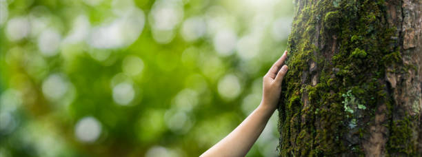 istock Closeup hands touching a tree with moss in the forest. Environmental concept. Nature conservation. Environmental protection. Forest ecology. World environment day. Forest nature. Green background. 2181936299