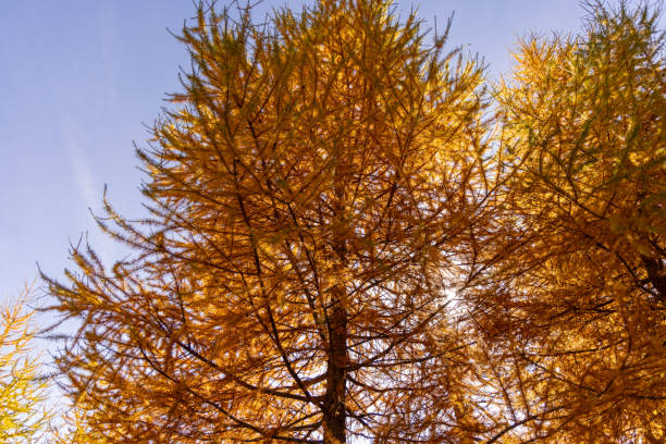 Close-up of vibrant golden autumn trees with a clear blue sky in the background. Captures the essence of fall colors and natural beauty in a serene landscape.