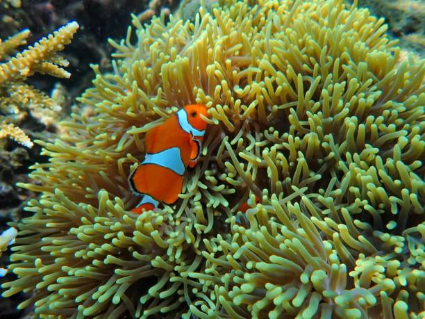 istock Clownfish in Anemones 2181938925