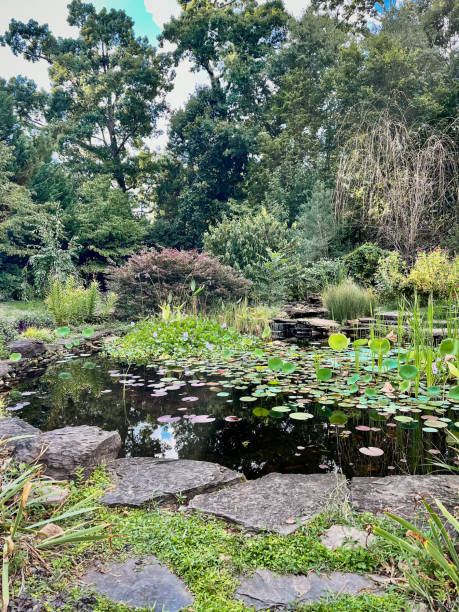 istock Pond in North Carolina 2181940343