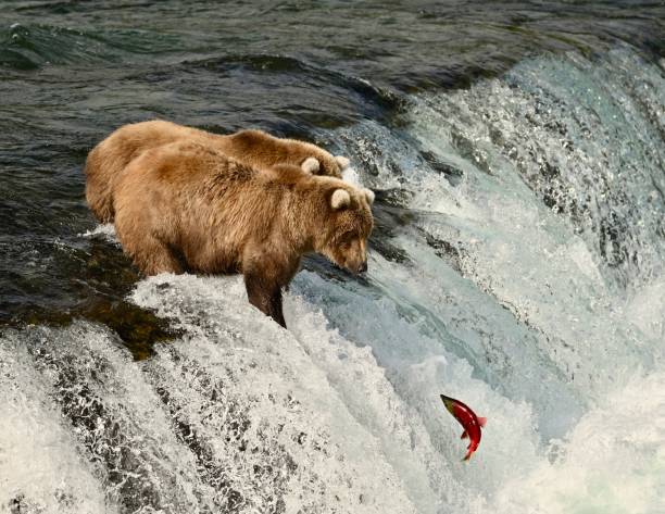istock Brown Bears In a River Eating Salmon 2181941059