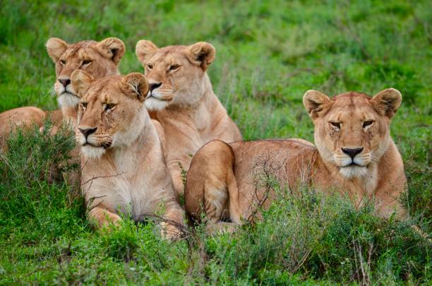 istock Lions Sitting In Savannah Grassland 2181941226