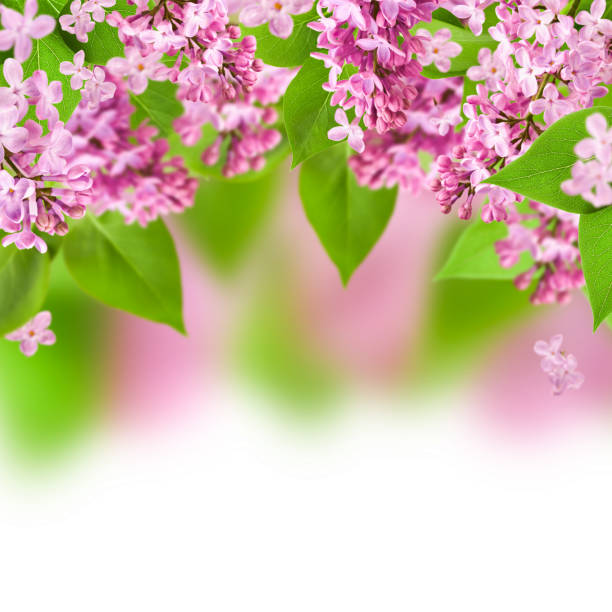 Purple lilac sway in the wind