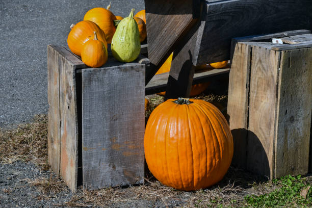 istock pumpkin season at sholan farms 2181942297