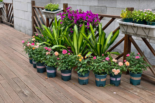 istock Flower pot on the wooden floor 2181942451