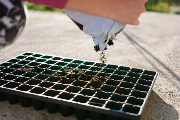Close-up of an unknown person puts soil from a bag into small pots during a sunny spring day