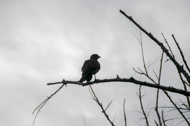 istock Small bird perched on a tree branch, chubut province, patagonia, argentina 2181943086