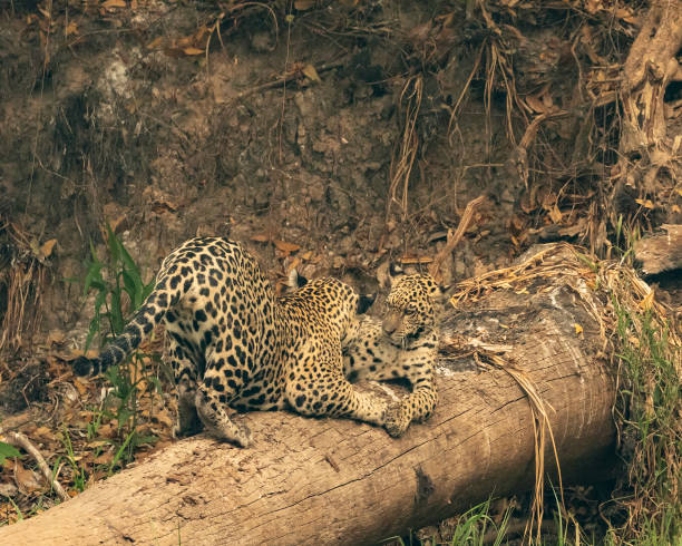 The majestic Sri Lankan leopard, the island’s top predator, commands the forests with grace and power. Endemic to Sri Lanka, it features a striking golden coat with dark rosettes. Elusive and solitary, this big cat symbolizes the wild beauty and rich biodiversity of the island’s natural heritage.