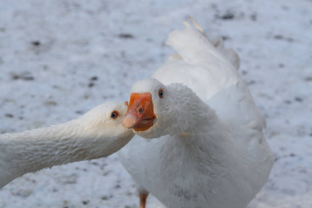 istock heads of two geese 2181943613