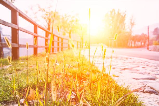 Grass and sunlight by the wooden fence