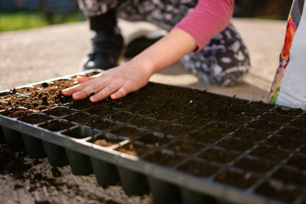 Close-up of a child's hand is leveling the soil in flower pots