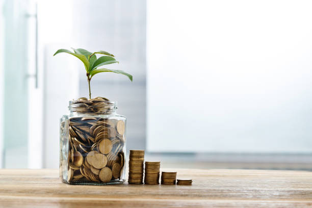 Green plant growing from the coins jar