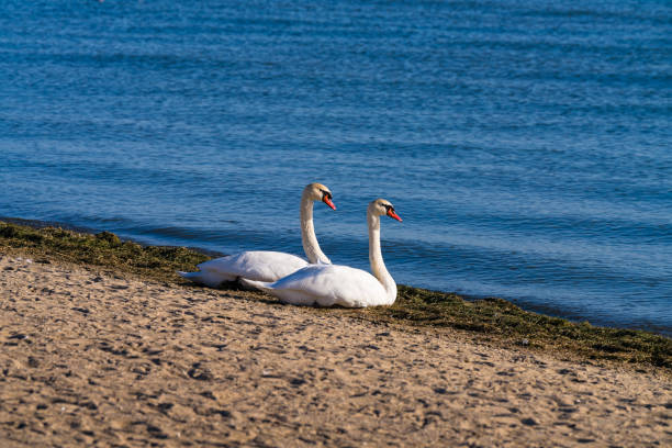 Mute Swans on Lake Saint Clair Michigan - Animals in their natural habitat. Scenic setting along the shores of Lake St. Clair during golden hour light.