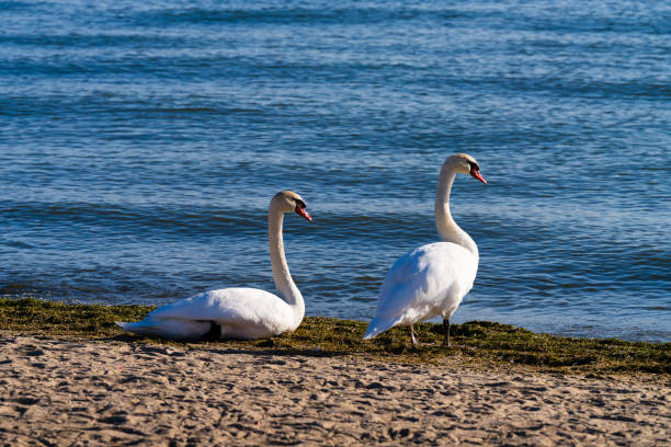Mute Swans on Lake Saint Clair Michigan - Animals in their natural habitat. Scenic setting along the shores of Lake St. Clair during golden hour light.