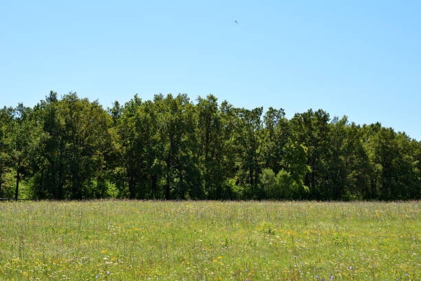 a field with green oak trees and a bird flying in the sky