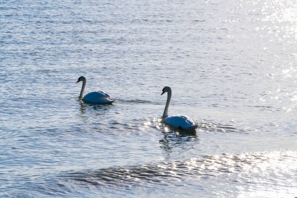 Mute Swans on Lake Saint Clair Michigan - Animals in their natural habitat. Scenic setting along the shores of Lake St. Clair during golden hour light.
