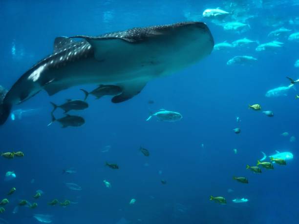 istock Whale shark at the aquarium 2181947422