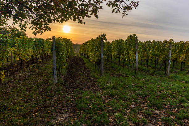 istock Sunset over a vineyard in South Moravia 2181947952