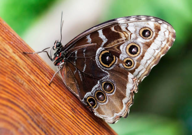 istock The butterfly on a green leaf 2181948128
