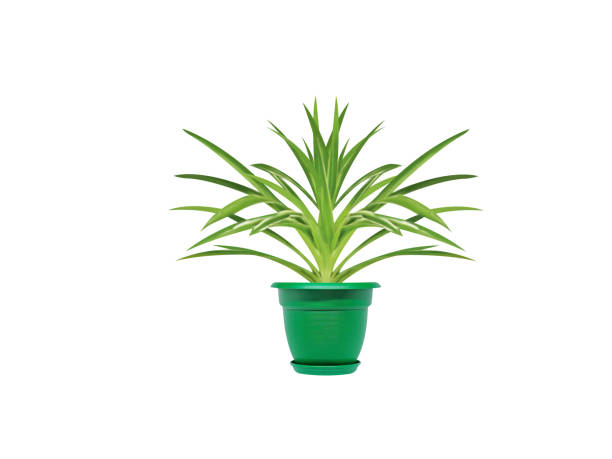 istock Chlorophytum or spider plant 2181948380