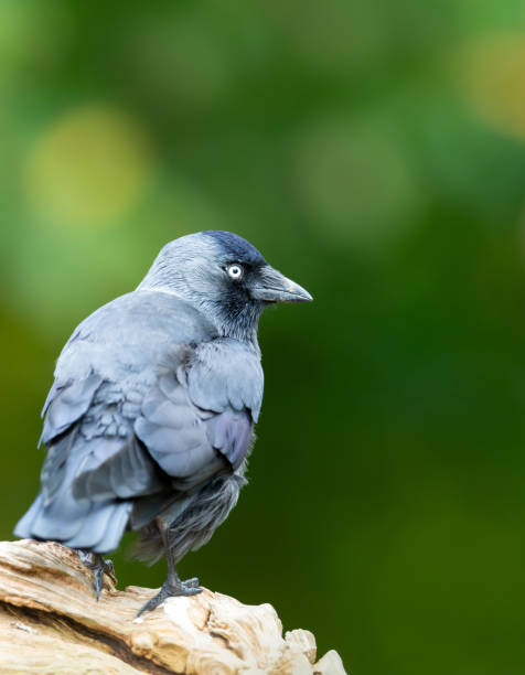 istock Western jackdaw perched on a tree branch against green background 2181948586