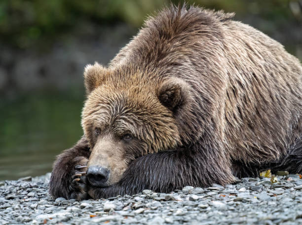 istock Close up of a resting bear in the rocks 2181949663