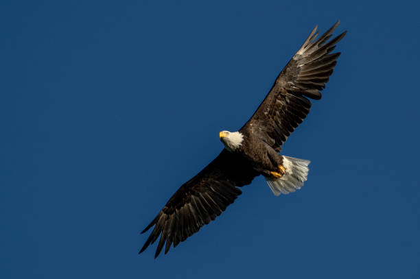 Close up of an adult bald eagle flying