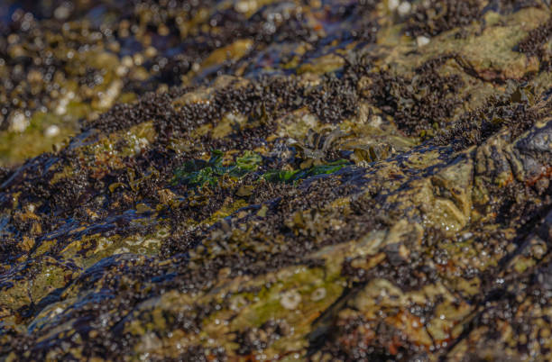 istock Seaweed On The Beach 2181949922