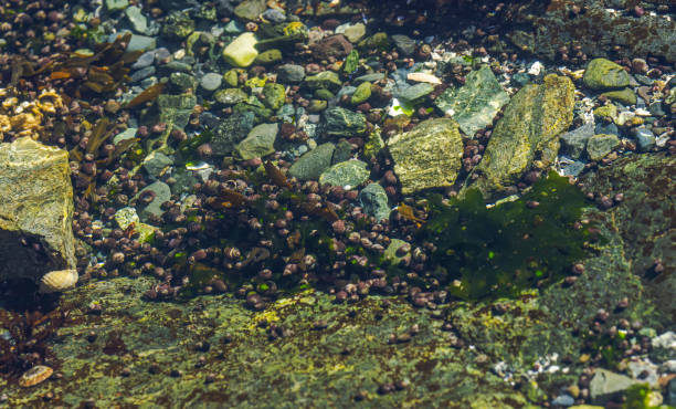 istock Seaweed On The  Rocks 2181949924