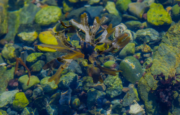 istock Seaweed On The  Rocks 2181949926