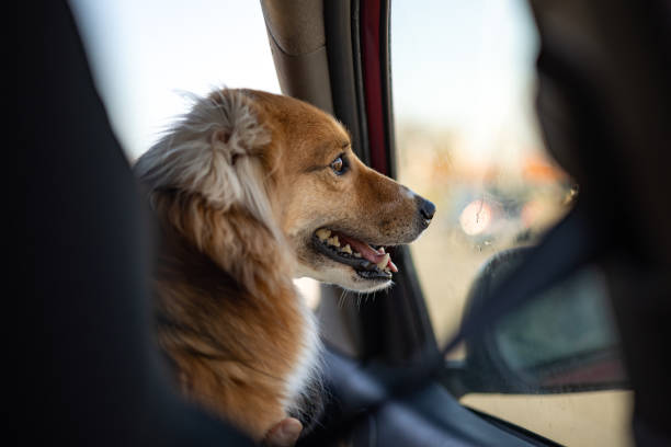istock Happy Mixed Breed Dog Looking Out Car Window 2181950186